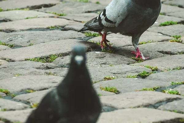 Tokyo Sokakları