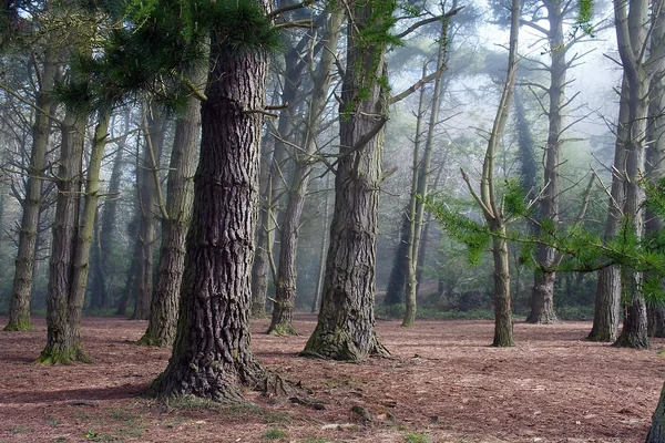 Misty Forest