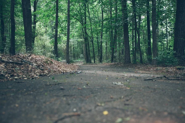 Path in Green Forest