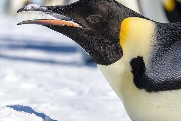 Face to face. #penguin #antarctica #emperor