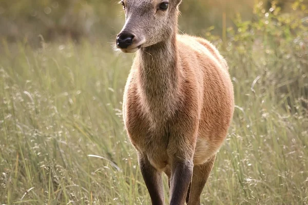 Geyik