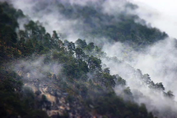 misty forest