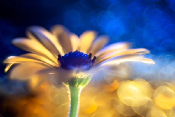 Bokeh Işık 4