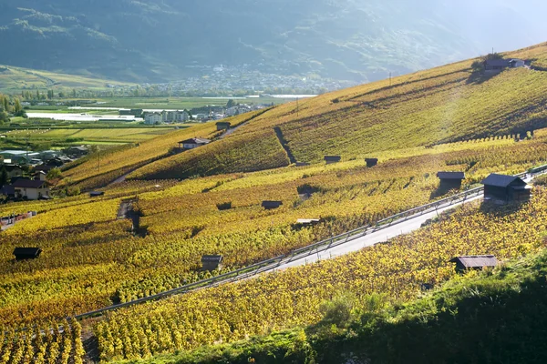Vineyards of Sion