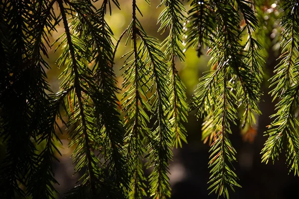 Bokeh Portre 2