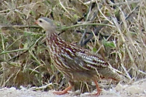Tropikal Orman 3