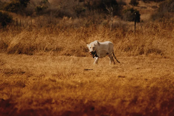 Afrika Safari 5