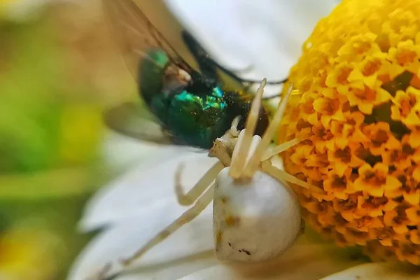 Böcek Makro 2