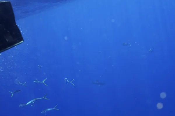 aileron blanc du large, apoapo, årfenhaj, brown milbert's sand bar shark, cazón, oceanic white tip shark, oceanic white-tip shark, oceanic whitetip shark, requin océanique, tiburón oceánico, tubarão-de-pontas-brancas, whitetip shark, whitetip whaler, 大沙
