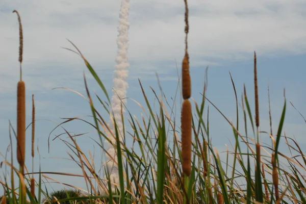 KSC-2009-3101