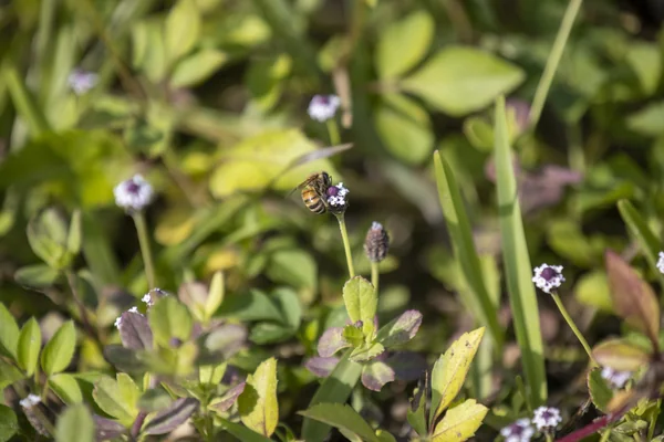 Wildflowers at KSC