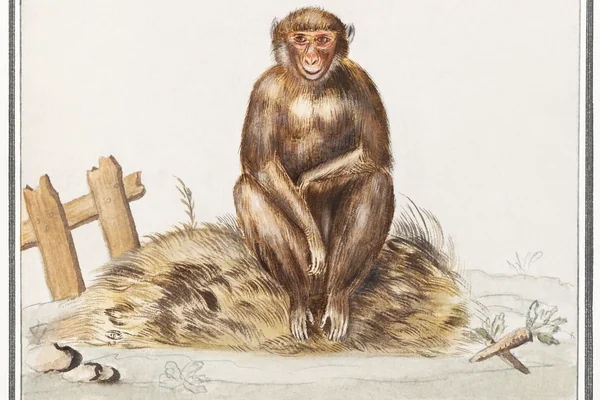 Monkey, Primates (1596–1610) Anselmus Boëtius