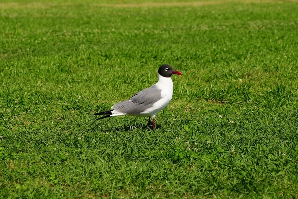 Milli Park 2