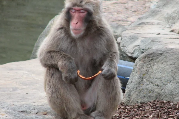 monkey