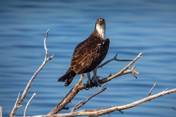 Creative Photography - Wildlife - Birds