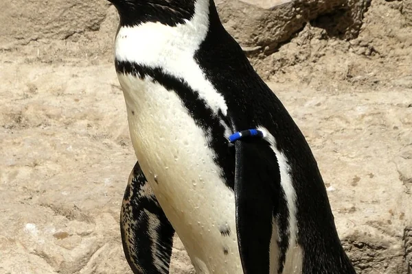 Penguen 4