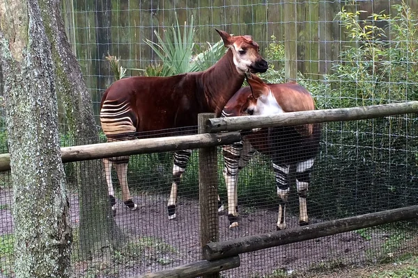Tampa - Lowry Park Zoo - Safari Africa - Okapi