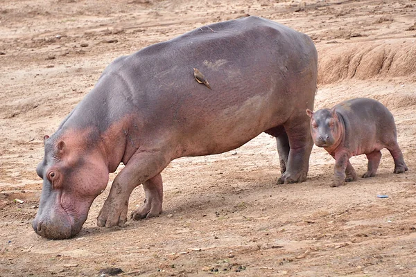 Mother and Young Hippo, Uganda
