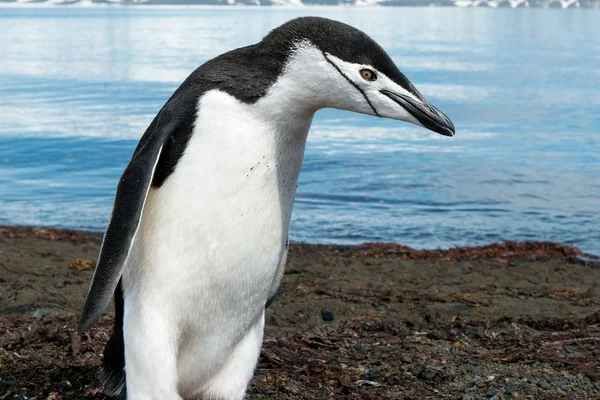 Penguen 2