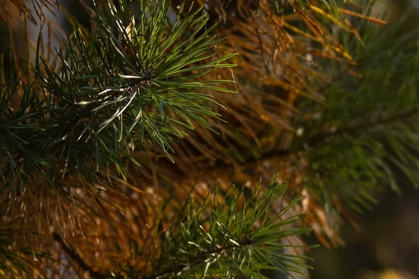 Bokeh Portre