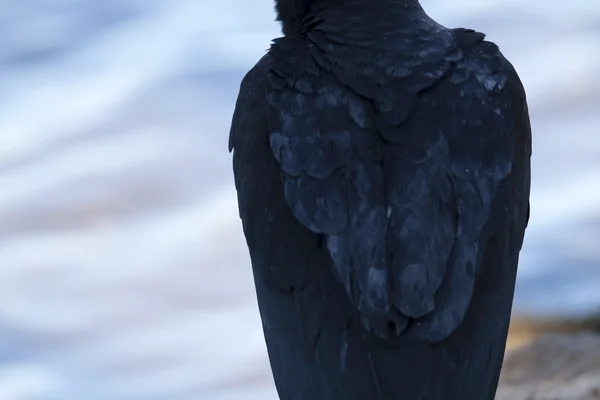 Nature Photography - Vultures