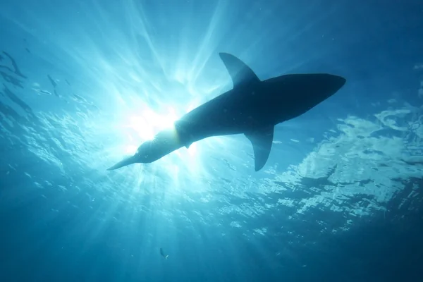 Great White Shark