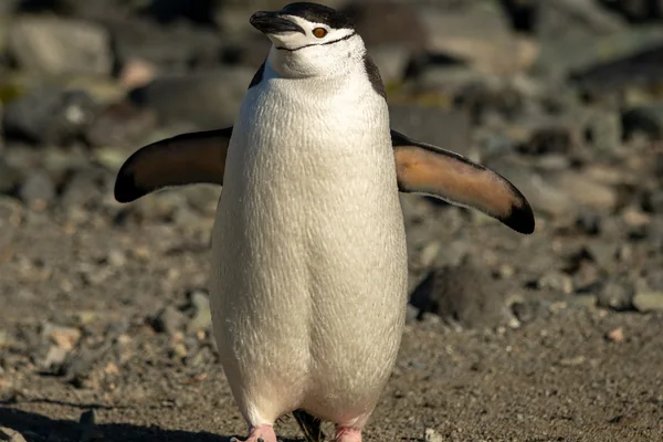 Penguen 5
