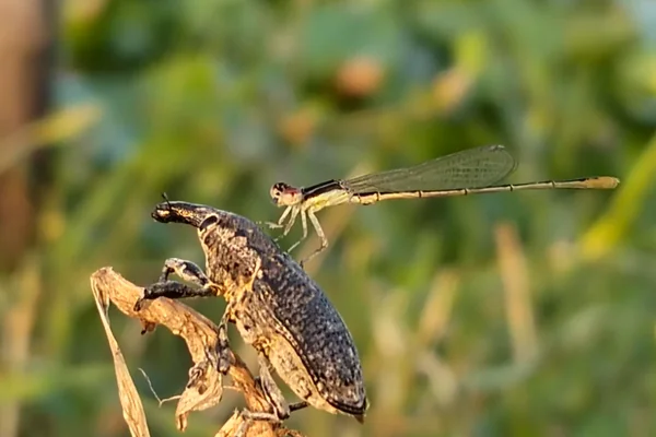 Böcek Makro