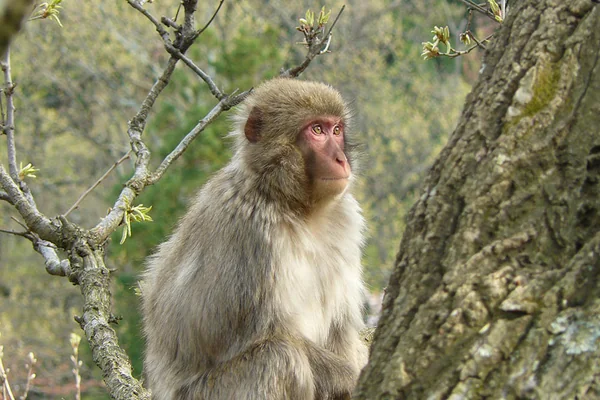 Monkey