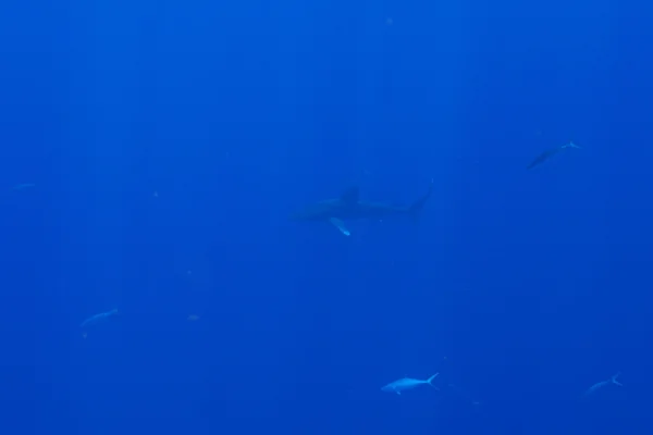 aileron blanc du large, apoapo, årfenhaj, brown milbert's sand bar shark, cazón, oceanic white tip shark, oceanic white-tip shark, oceanic whitetip shark, requin océanique, tiburón oceánico, tubarão-de-pontas-brancas, whitetip shark, whitetip whaler, 大沙