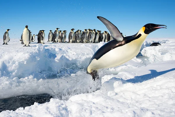 Penguen 2