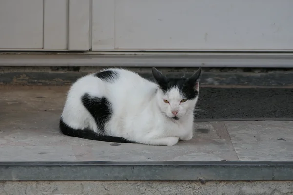 Siyah Beyaz Portre 2