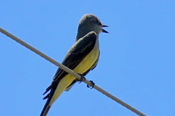 Sisli Orman
