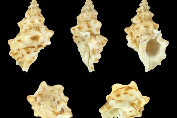 Okyanus Canlıları