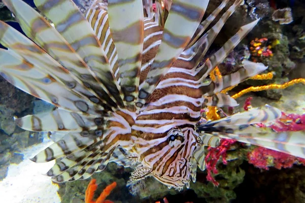 Lion Fish
