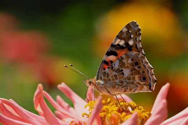 Bokeh Işık 3