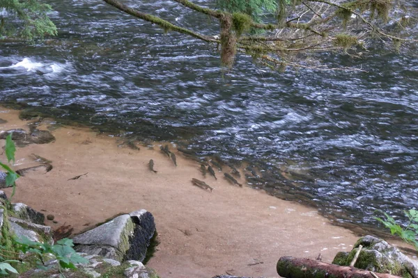 Ayı