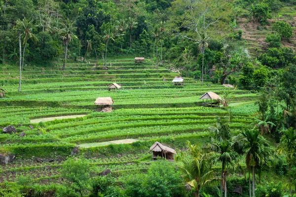 Bali 5