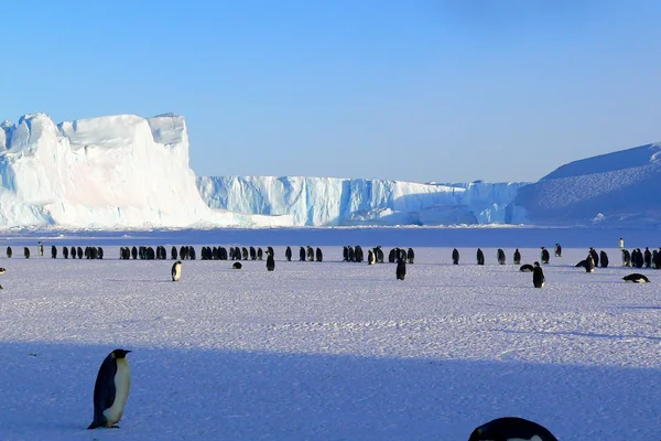 Penguen