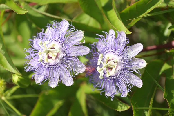 What's Blooming at KSC