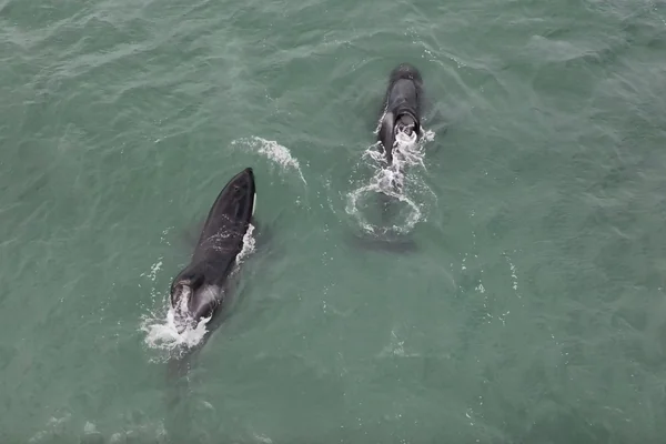 Port & Starbord in Mossel Bay - July 2024 - by White Shark Ocean