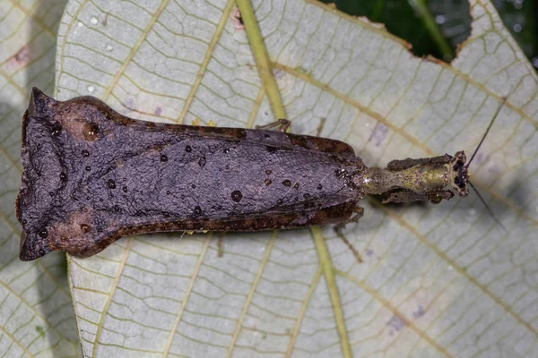 Böcek Makro