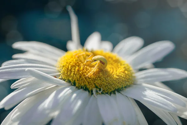Doğal Işık Portre