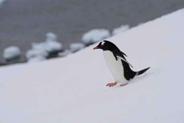 Penguen 3