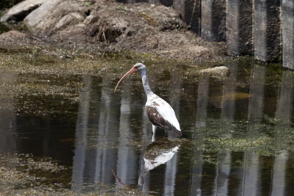 Wildlife Photography - Birds
