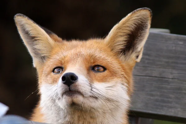 Fox