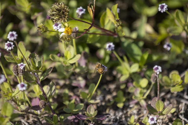 Wildflowers at KSC
