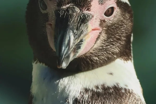 Penguen 4