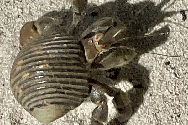 Okyanus Canlıları 3