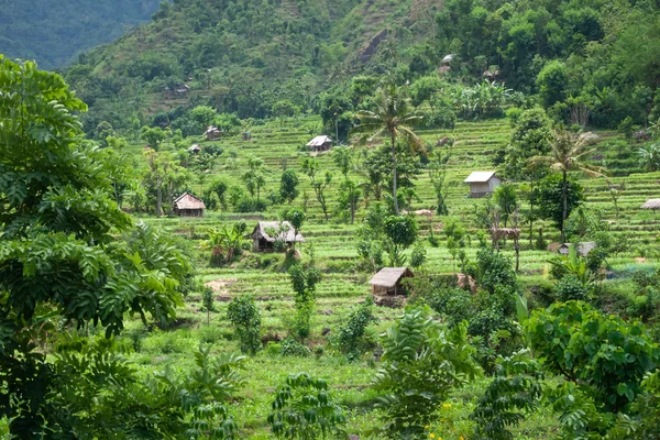 Bali 3